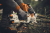 Аккумуляторная минипила, сучкорез Stihl GTA 40 SET